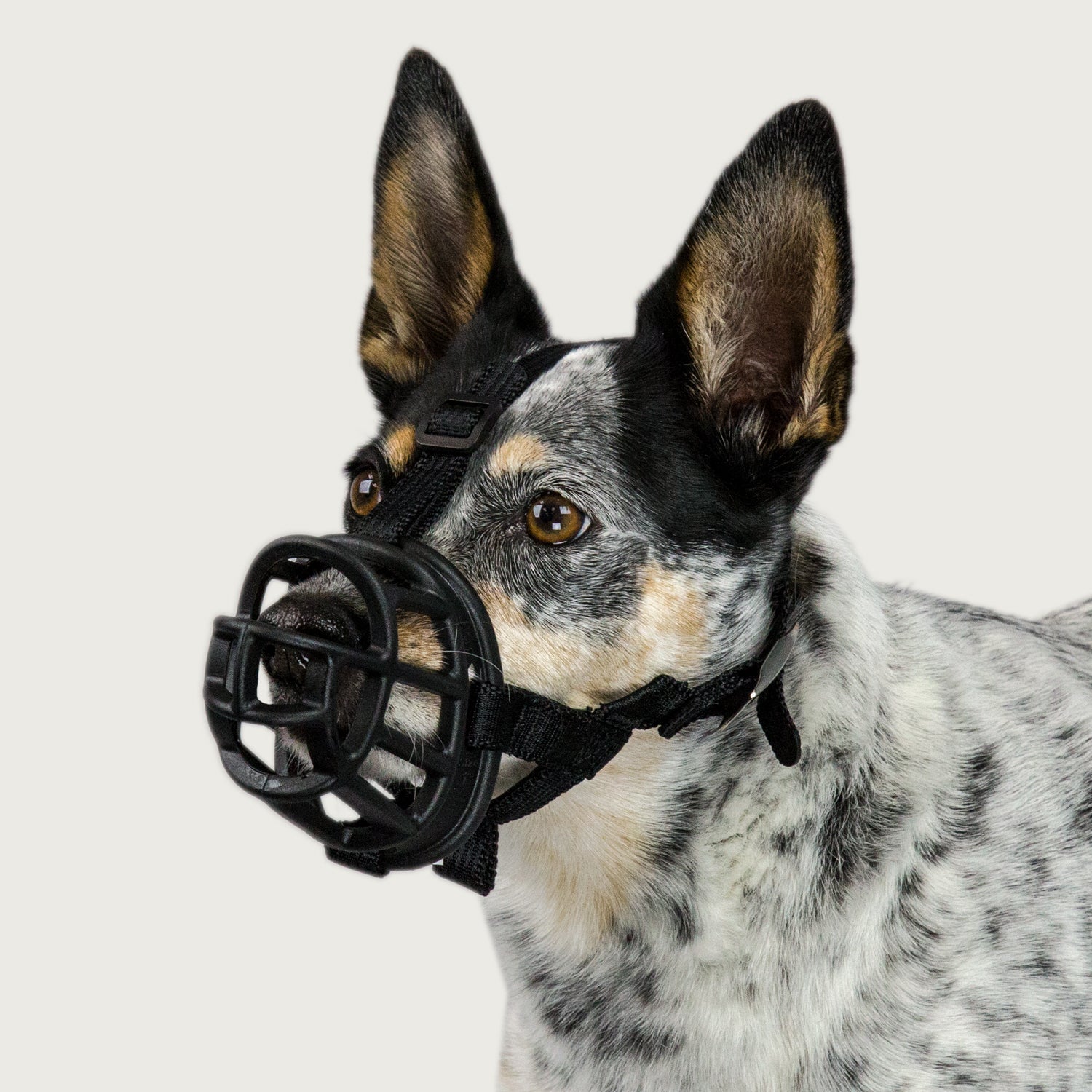 Muzzles